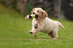 Golden Retriever Puppy