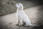 Golden Retriever Puppy