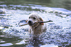 Golden Retriever Puppy