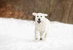 Golden Retriever in the snow