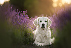 Golden Retriever in summer