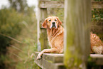 Golden Retriever