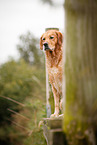 sitting Golden Retriever