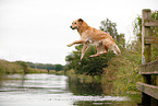 jumping Golden Retriever