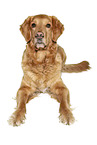 Golden Retriever in front of white background