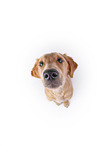 Golden Retriever in front of white background