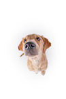 Golden Retriever in front of white background