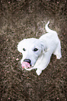young Golden Retriever