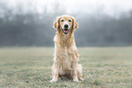 female Golden Retriever