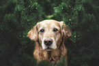 female Golden Retriever