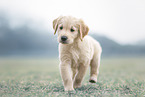 Golden Retriever Puppy