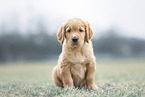 Golden Retriever Puppy