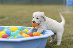 Golden Retriever Puppy