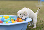 Golden Retriever Puppy