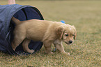 Golden Retriever Puppy