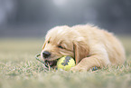 Golden Retriever Puppy