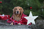 Golden Retriever with christmas decoration