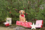 Golden Retriever with christmas decoration