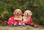 2 Golden Retriever