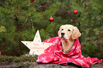 Golden Retriever with christmas decoration