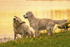 Golden retriever in the sunset