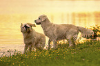 Golden retriever in the sunset