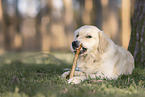 lying Golden Retriever