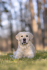 lying Golden Retriever