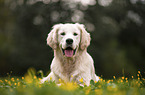 Golden Retriever in summer