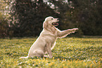 Golden Retriever in summer