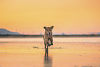 Golden Retriever at the beach