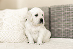 Golden Retriever Puppy