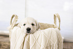 Golden Retriever Puppy