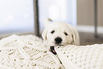 Golden Retriever Puppy