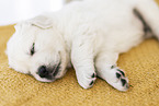 Golden Retriever Puppy