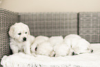 Golden Retriever Puppies