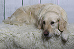 Golden Retriever in Studio