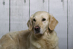 Golden Retriever in Studio