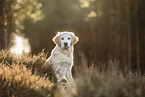 Golden Retriever in summer