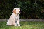 Golden Retriever Puppy