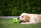 Golden Retriever Puppy