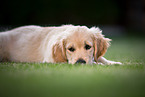 Golden Retriever Puppy