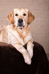 Golden Retriever in studio