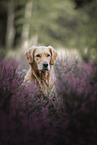 female Golden Retriever