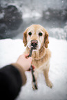 old female Golden Retriever