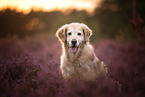old female Golden Retriever