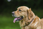 Golden Retriever in summer