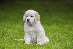 Golden Retriever Puppy