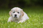 Golden Retriever Puppy