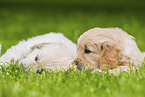 Golden Retriever Puppies